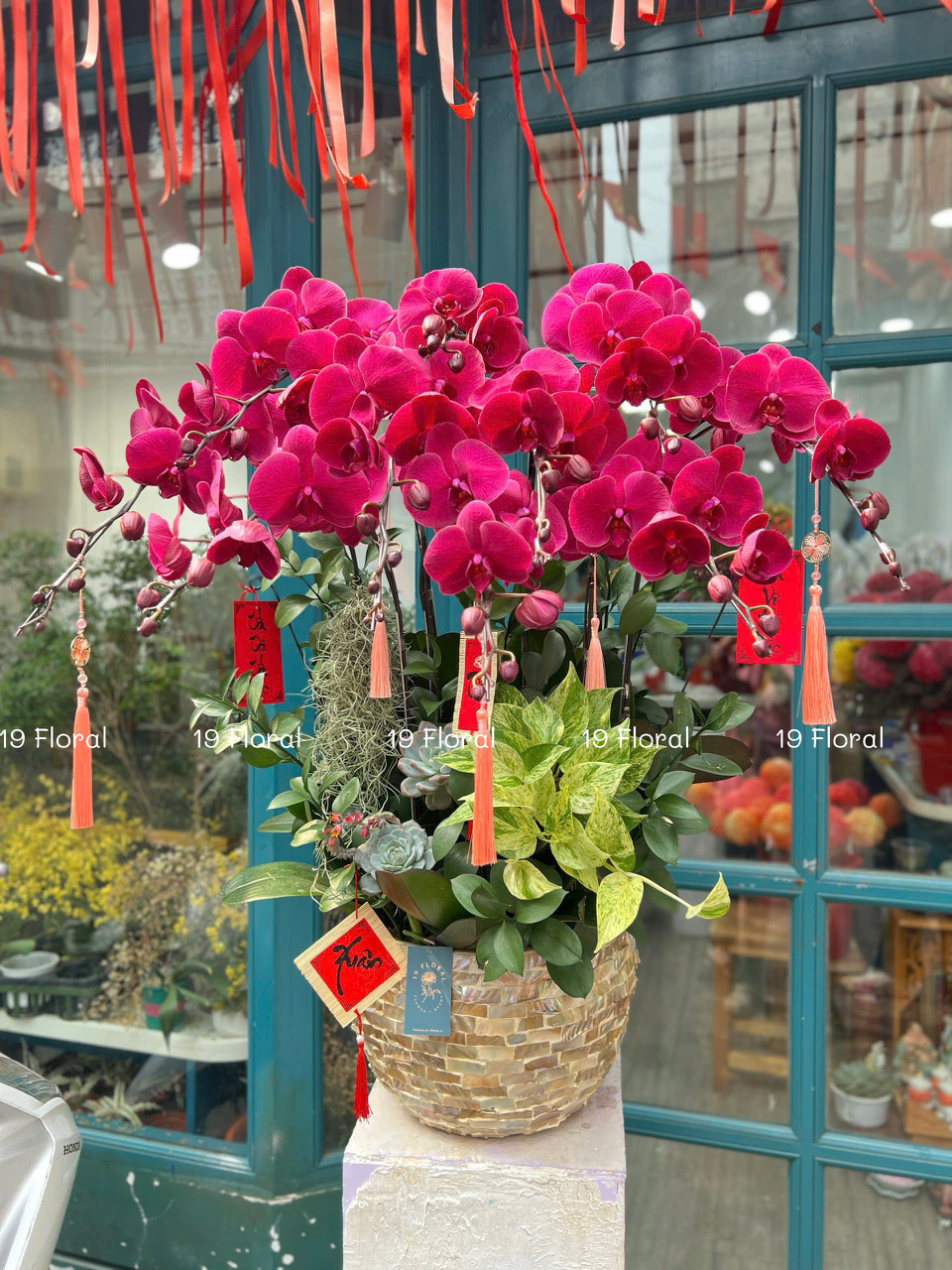 Chậu Lan hồ điệp - Kim Lan Ngọc