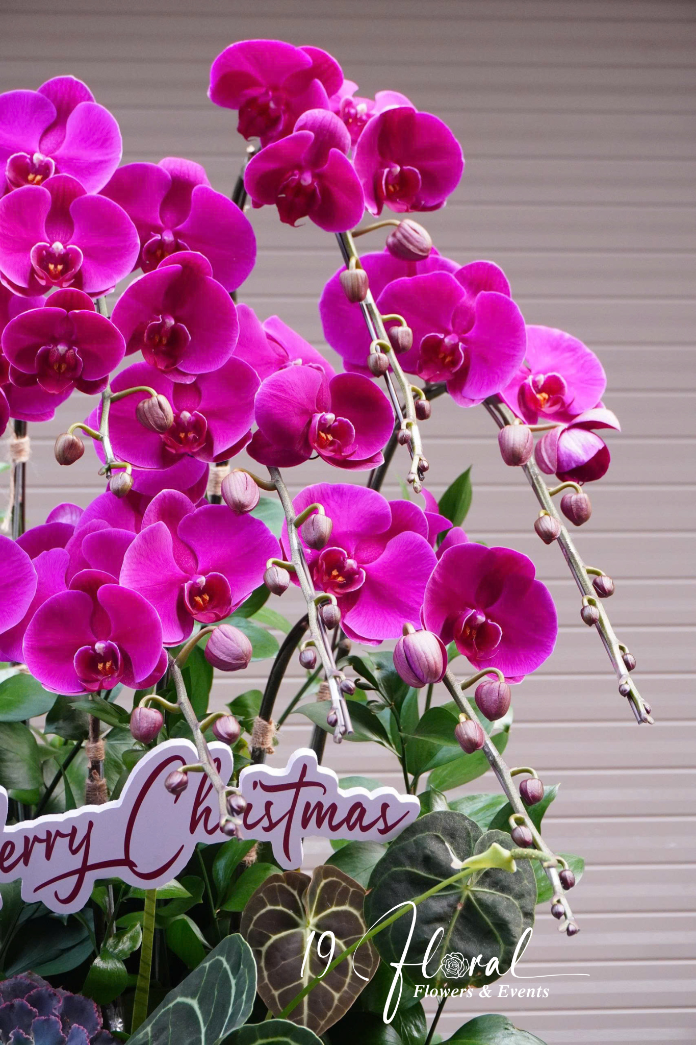 Chậu Lan hồ điệp -Tường Minh Hồng Phúc
