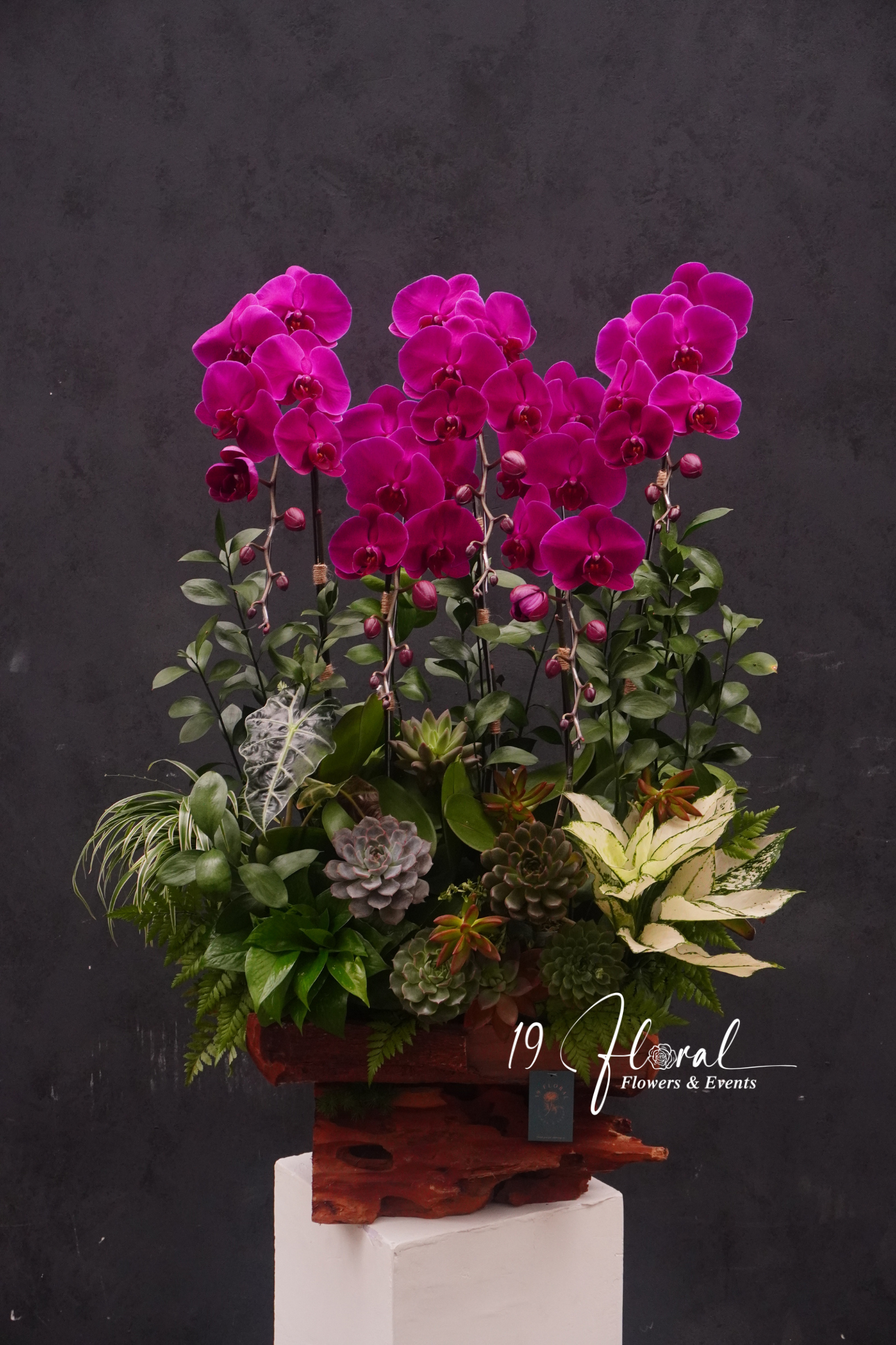 Chậu Lan hồ điệp -Khai Xuân Như Ý