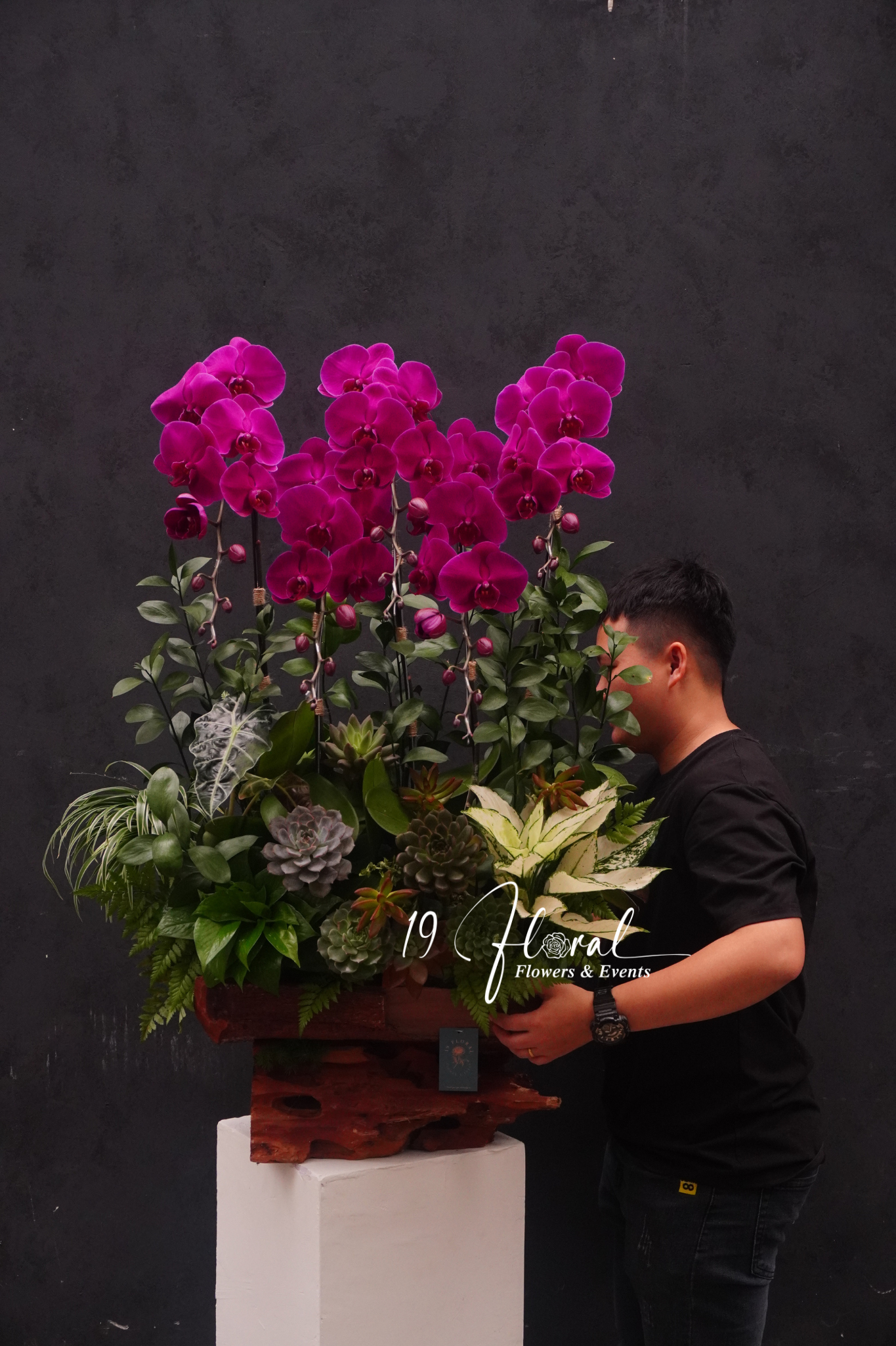 Chậu Lan hồ điệp -Khai Xuân Như Ý
