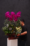 Chậu Lan hồ điệp -Khai Xuân Như Ý