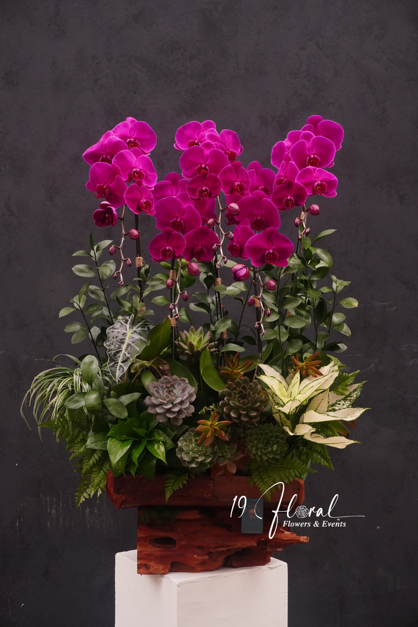 Chậu Lan hồ điệp -Khai Xuân Như Ý