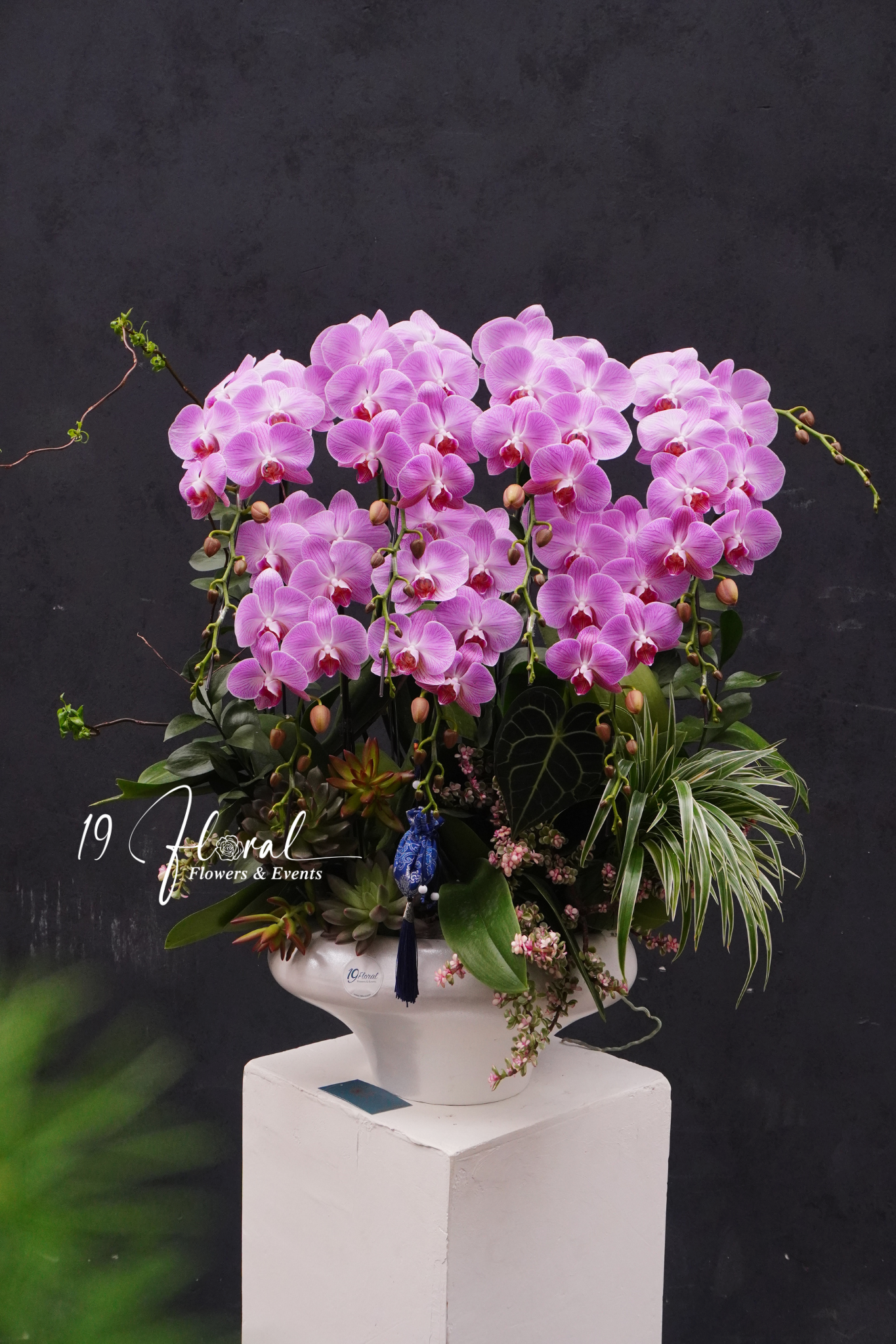 Chậu Lan hồ điệp -Khởi Sắc Thành Danh