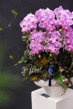 Chậu Lan hồ điệp -Khởi Sắc Thành Danh