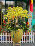 Chậu Lan hồ điệp - Vinh Hoa Phú Quý