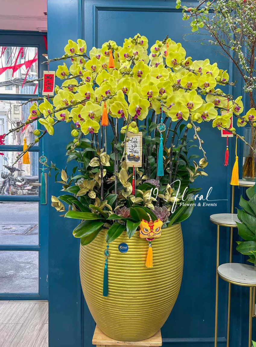 Chậu Lan hồ điệp - Vinh Hoa Phú Quý