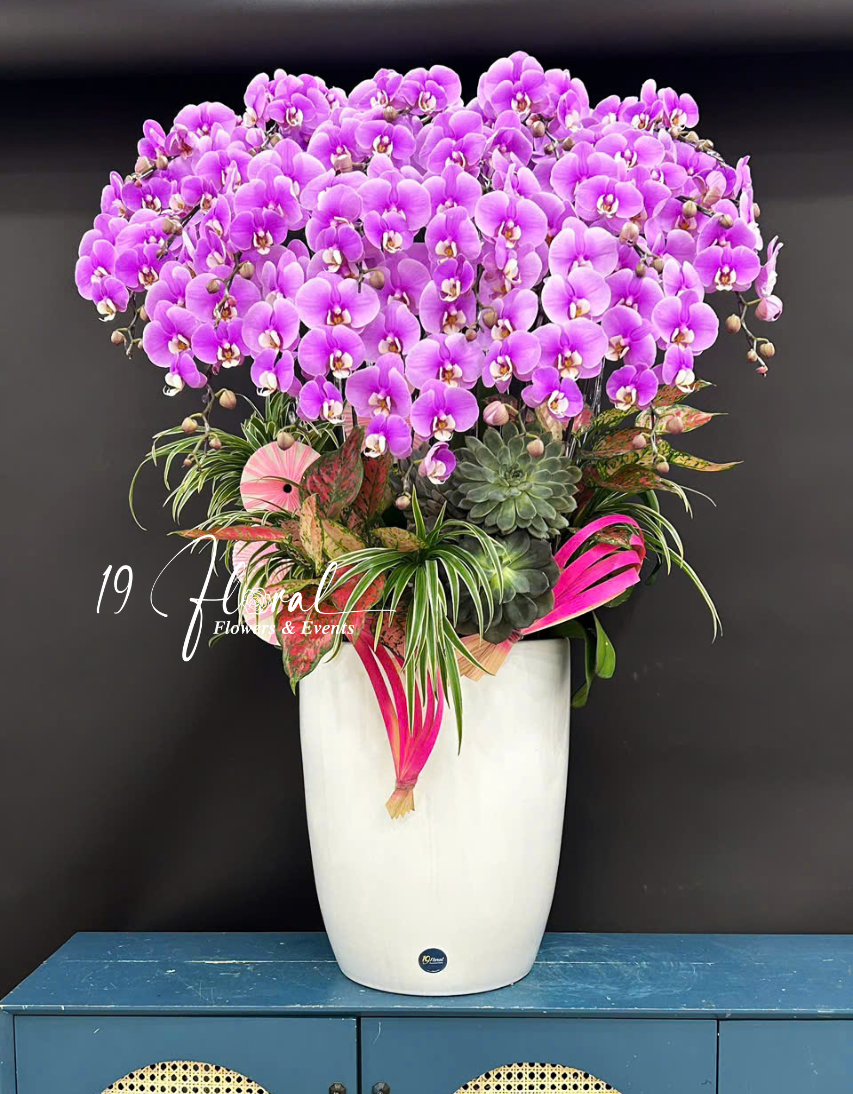 Chậu Lan hồ điệp - Kim Ngọc Mãn Đường