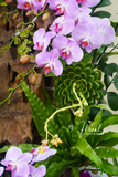 Lũa Lan hồ điệp - Gắn Kết Bền Lâu
