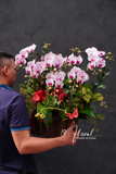 Chậu Lan hồ điệp - Hồng Ngọc Vinh Hoa
