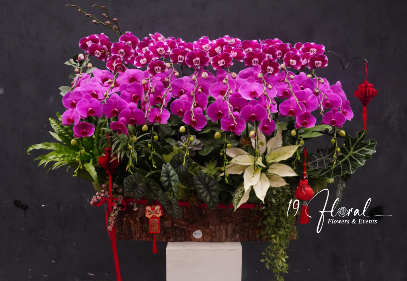 Chậu Lan hồ điệp - Trường Thọ Phúc Lâm