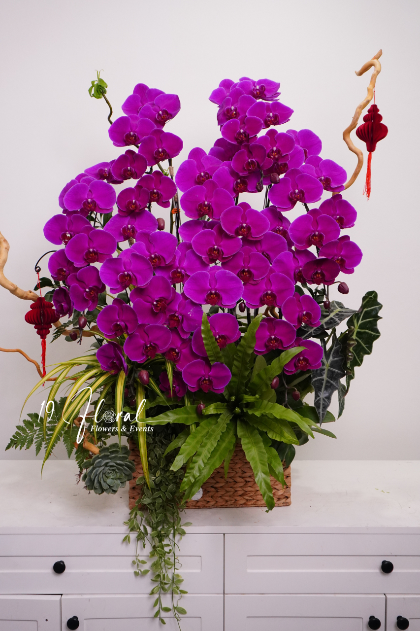 Chậu Lan hồ điệp -Nguyệt Lan Hương Thảo