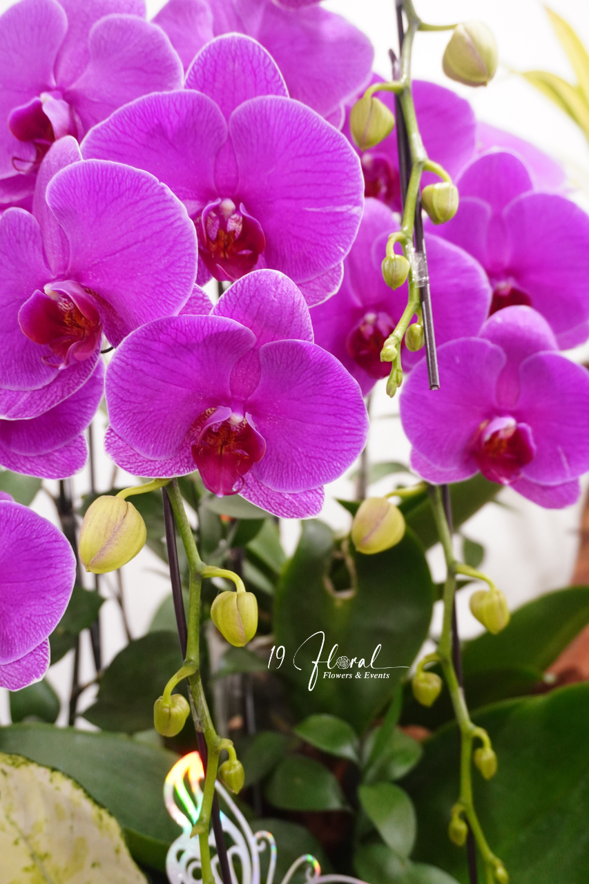 Chậu Lan hồ điệp - Ngọc Lan Tâm
