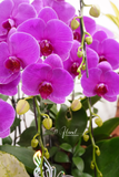 Chậu Lan hồ điệp - Ngọc Lan Tâm