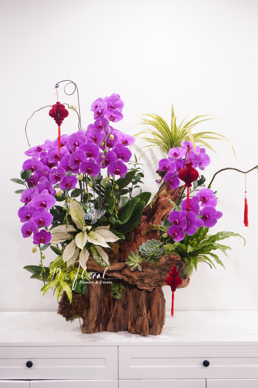 Chậu Lan hồ điệp - Ngọc Lan Tâm