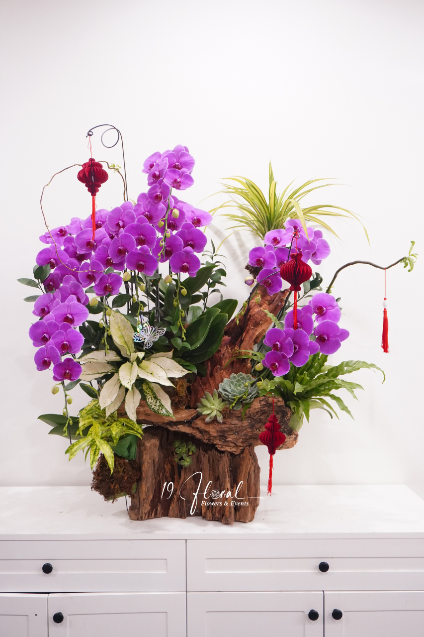 Chậu Lan hồ điệp - Ngọc Lan Tâm