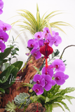 Chậu Lan hồ điệp - Ngọc Lan Tâm