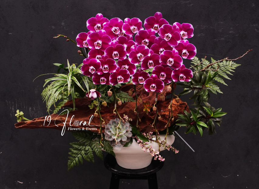 Chậu Lan hồ điệp - Hạnh Phúc An Khang