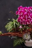 Chậu Lan hồ điệp - Hạnh Phúc An Khang