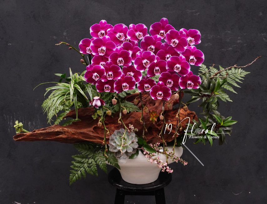 Chậu Lan hồ điệp - Hạnh Phúc An Khang