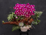 Chậu Lan hồ điệp - Hạnh Phúc An Khang