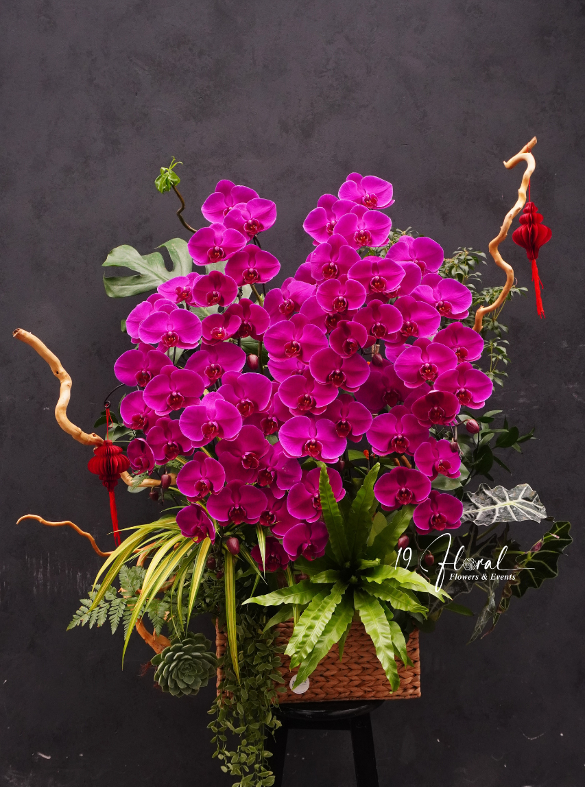Chậu Lan hồ điệp - Phúc Khí Tròn Đầy