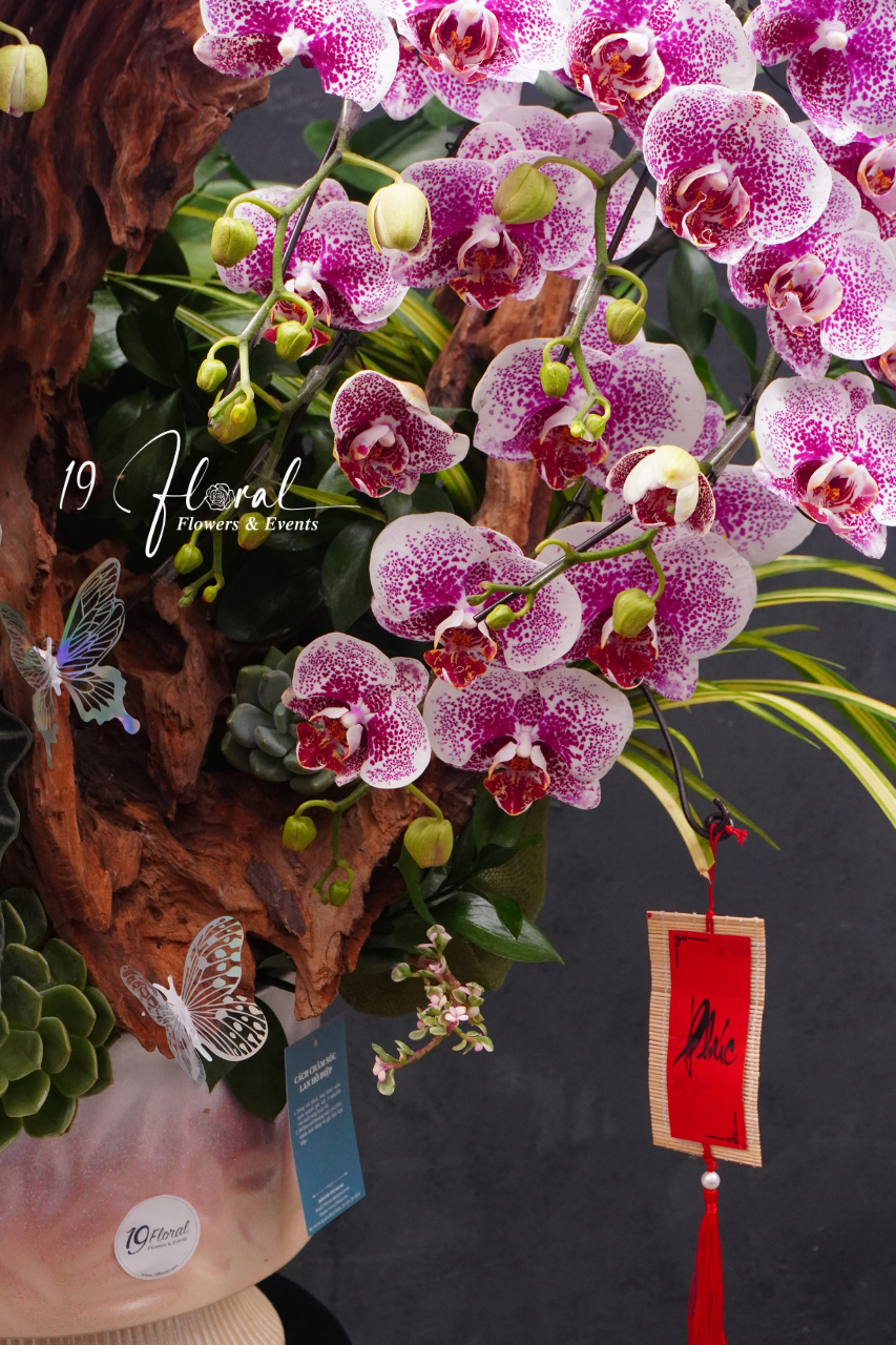 Chậu Lan hồ điệp - Lan Hương Viên Mãn