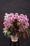 Chậu Lan hồ điệp - Lan Hương Viên Mãn