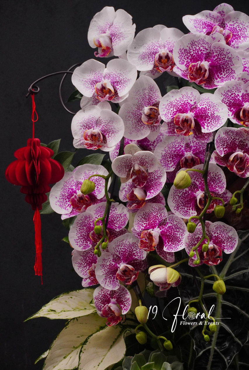 Chậu Lan hồ điệp - Lan Hương Viên Mãn