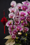 Chậu Lan hồ điệp - Lan Hương Viên Mãn