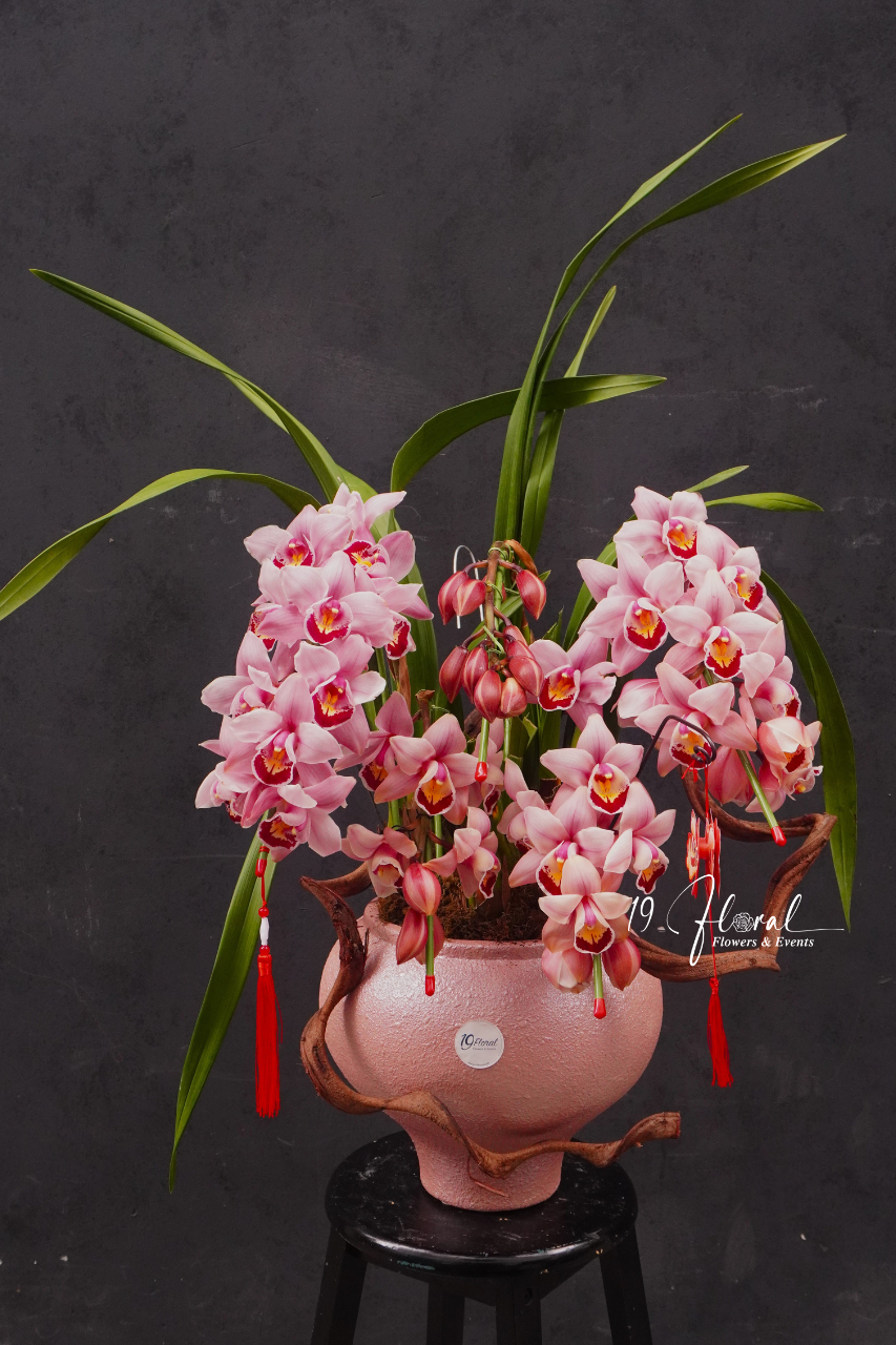 Chậu địa lan Hồng  - Bình An Như Ý