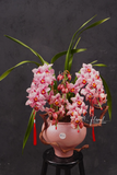 Chậu địa lan Hồng  - Bình An Như Ý