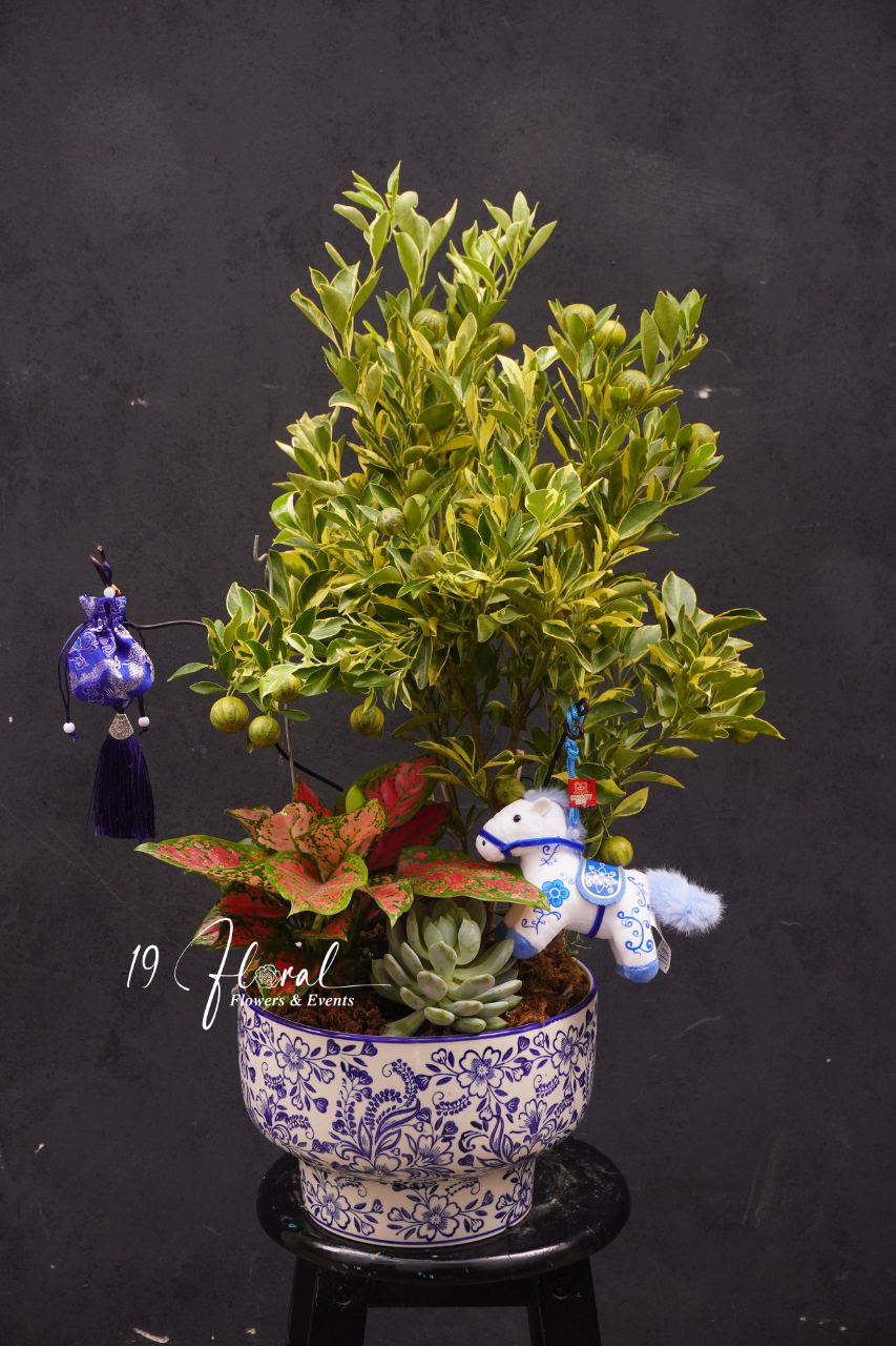 Chậu quất cẩm thạch - Xuân Như Ý