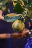 Chậu quất cẩm thạch - Xuân Như Ý