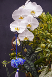 Chậu quất cẩm thạch - Phú Quý Cát Tường
