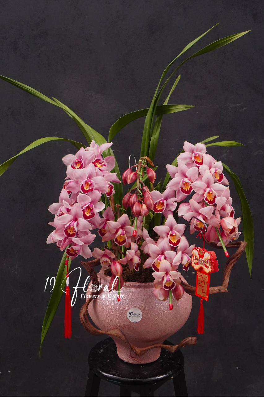 Chậu địa lan Hồng  - Bình An Như Ý