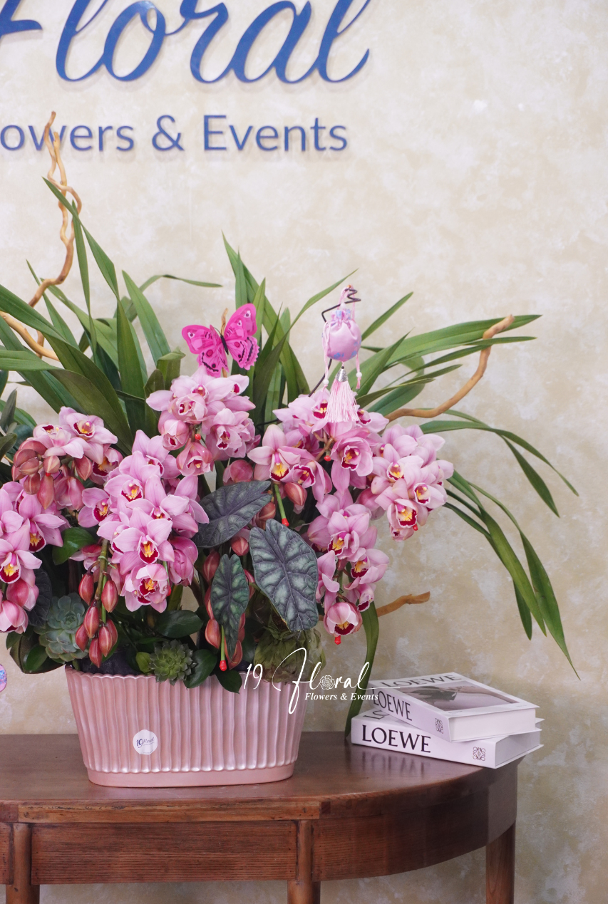 Chậu địa lan hồng - Phúc Lộc Viên Mãn