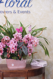 Chậu địa lan hồng - Phúc Lộc Viên Mãn