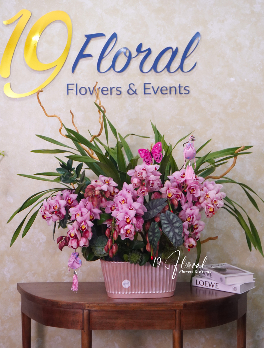 Chậu địa lan hồng - Phúc Lộc Viên Mãn