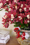 Chậu địa lan đỏ - Vinh Hoa Phú Quý