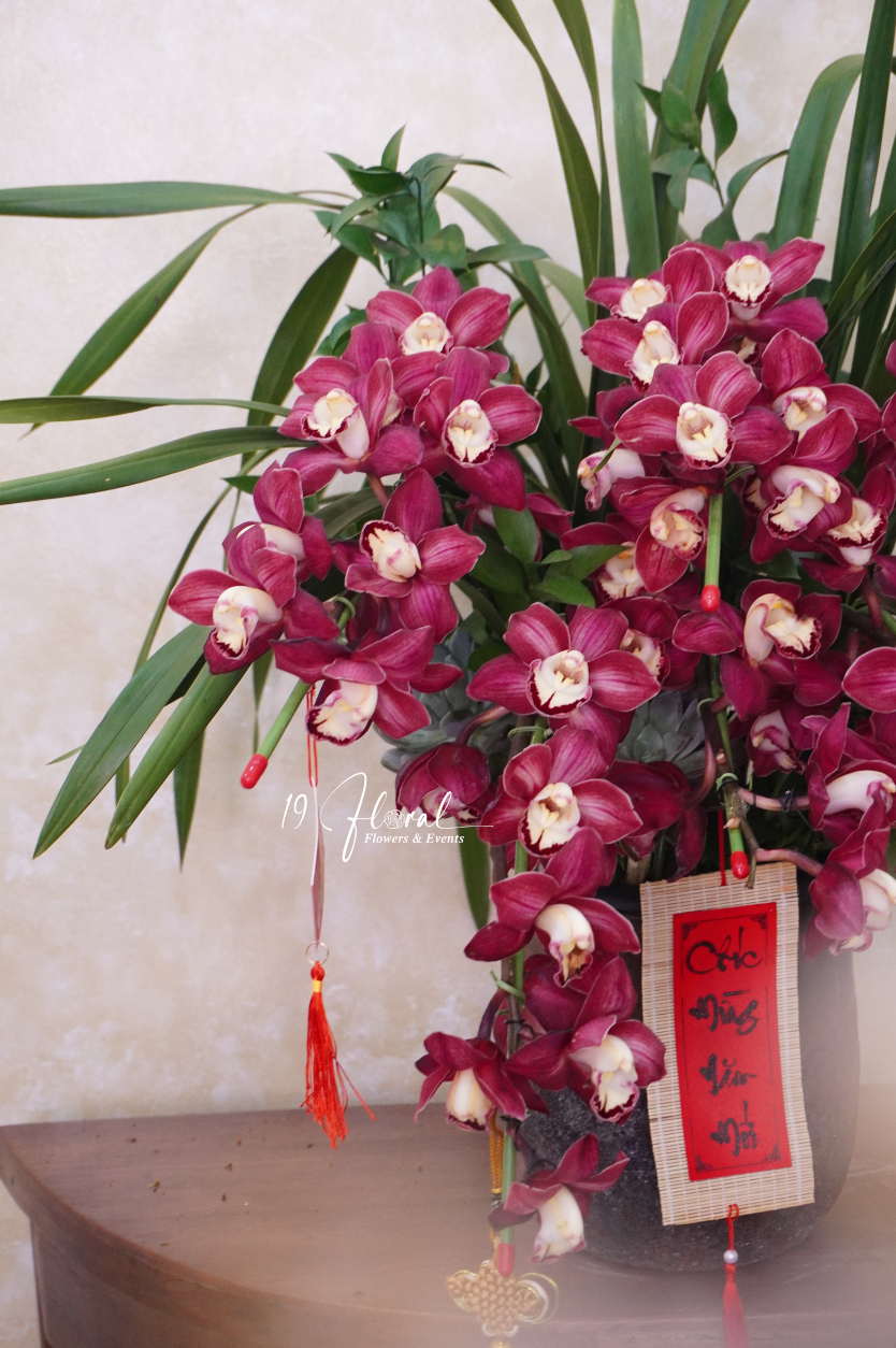 Chậu địa lan đỏ - Phú Quý Trường Xuân