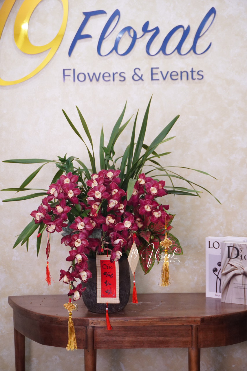 Chậu địa lan đỏ - Phú Quý Trường Xuân