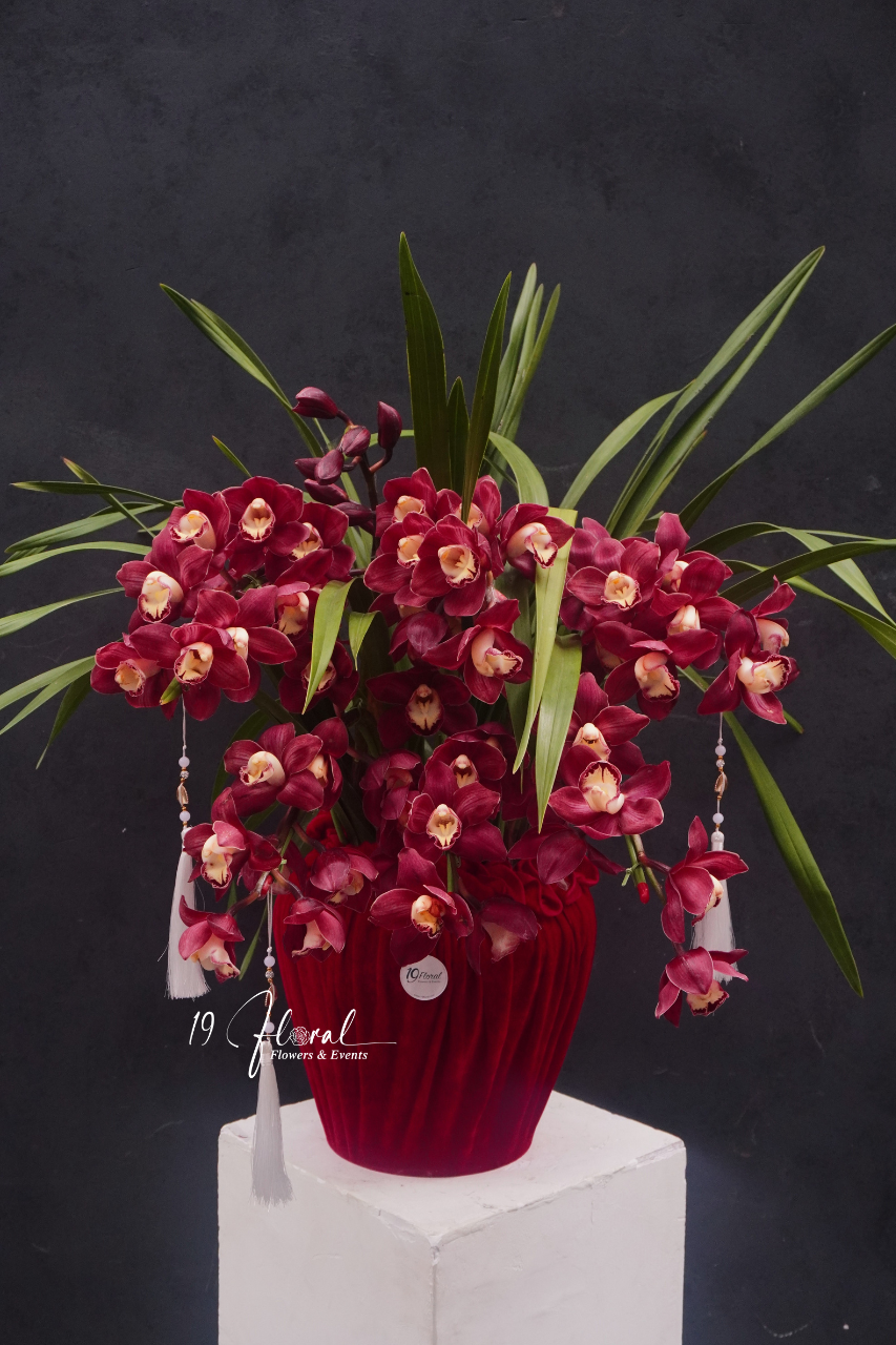 Chậu địa lan đỏ- Xuân Sang Như Ý