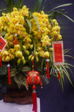 Lũa gỗ Địa lan vàng - Lan Xuân Phú Quý
