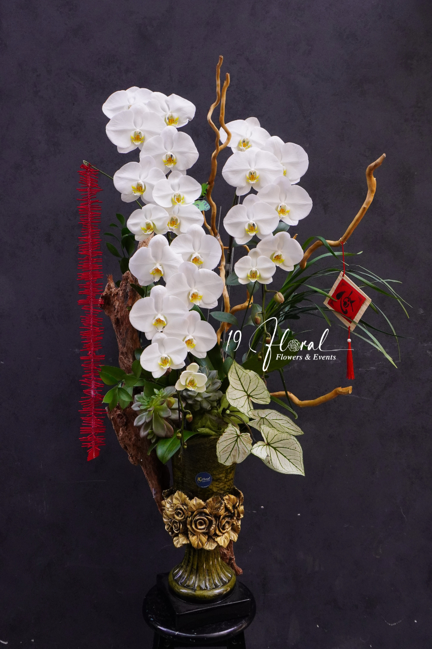 Chậu lan hồ điệp - Bạch Vân Ngọc Hoa