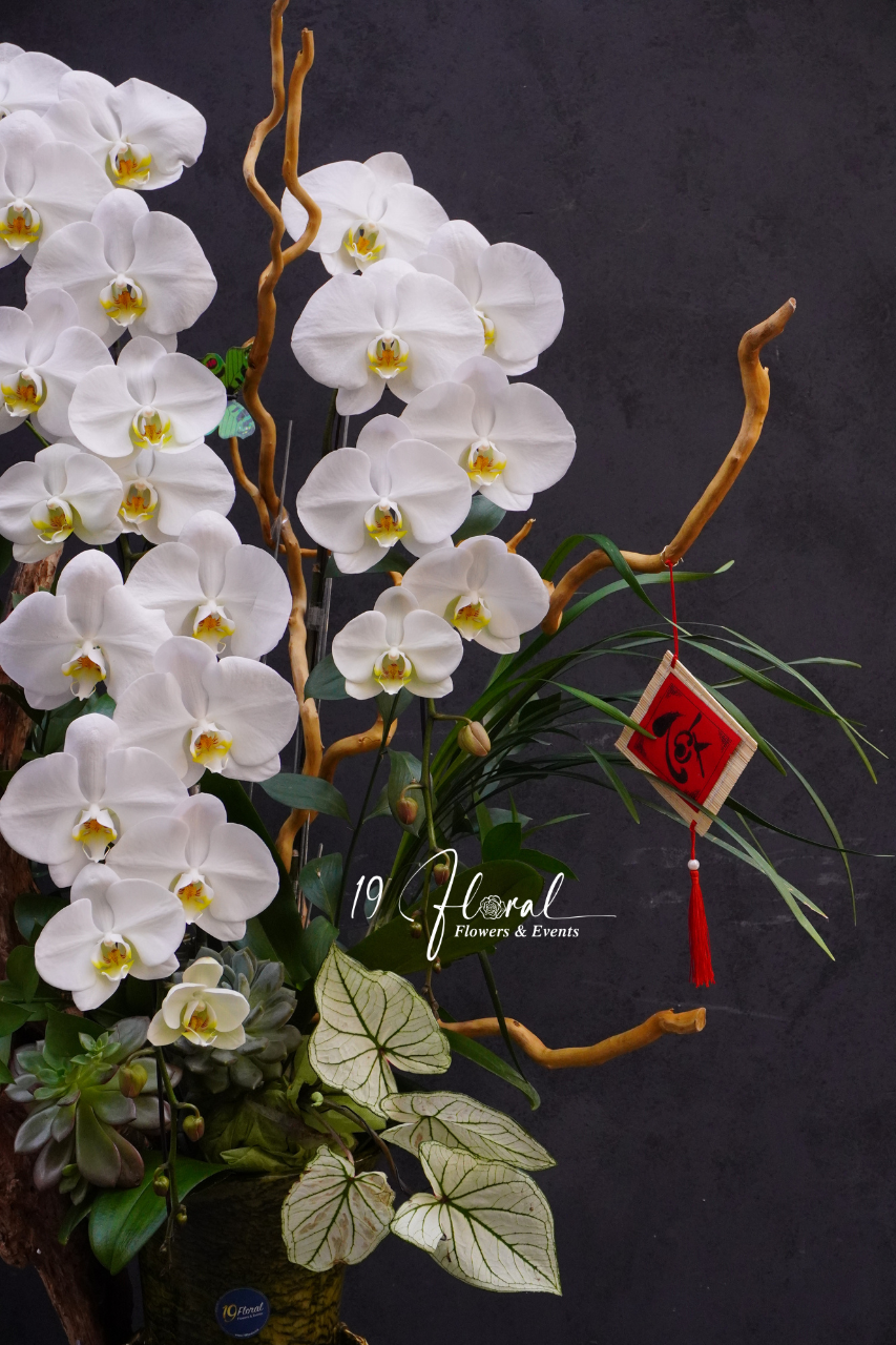 Chậu lan hồ điệp - Bạch Vân Ngọc Hoa