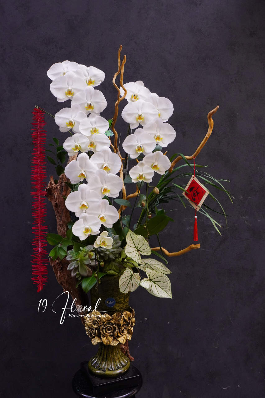 Chậu lan hồ điệp - Bạch Vân Ngọc Hoa