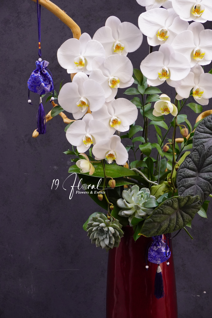 Chậu Lan hồ điệp - Bạch Lam Mộc Hoa