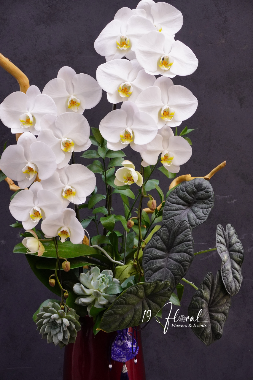 Chậu Lan hồ điệp - Bạch Lam Mộc Hoa