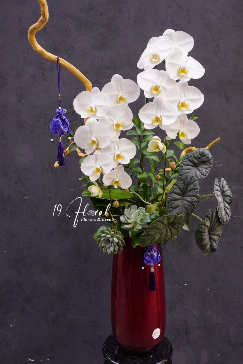 Chậu Lan hồ điệp - Bạch Lam Mộc Hoa