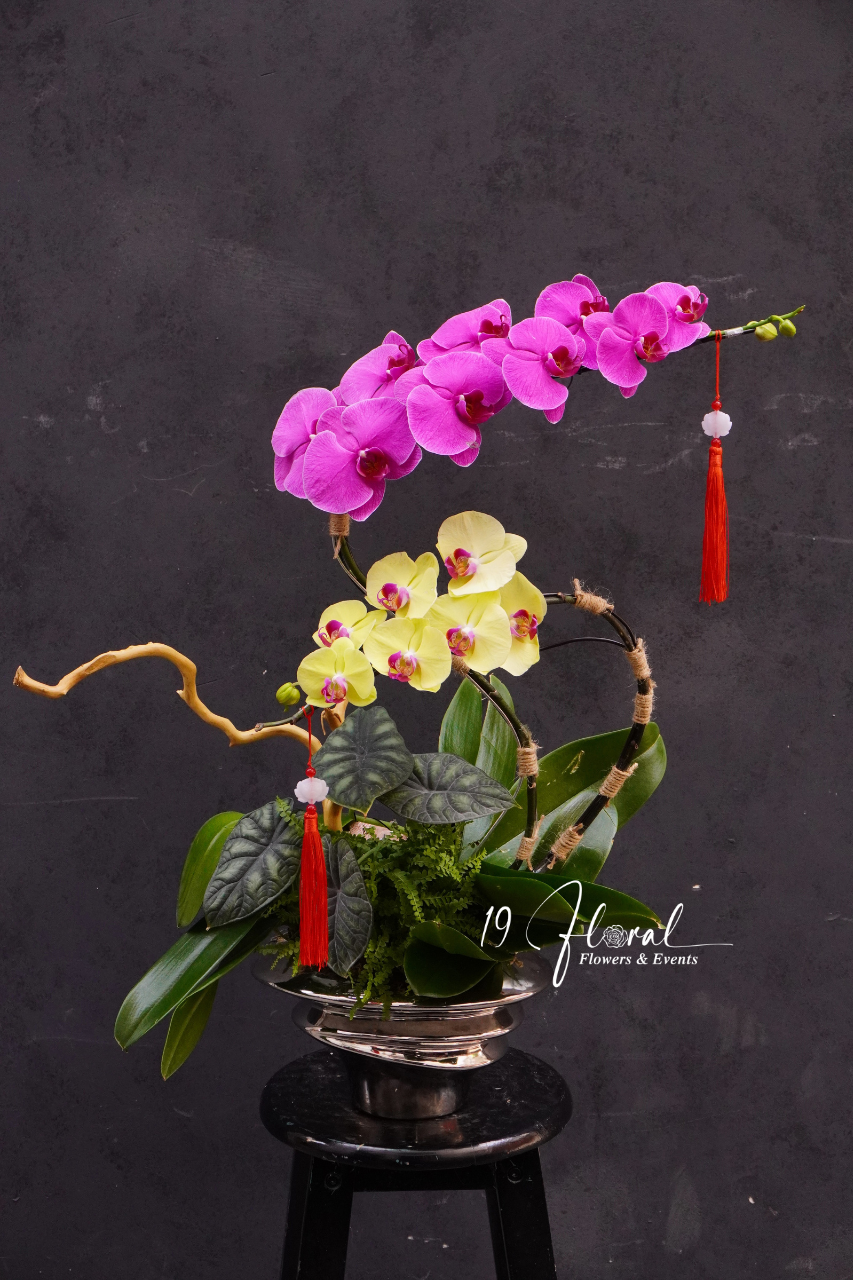 Chậu lan hồ điệp - Hoàng Vân Ngọc Hoa